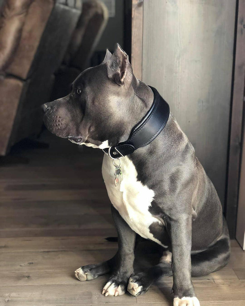 Plain "Style" Collar black-1